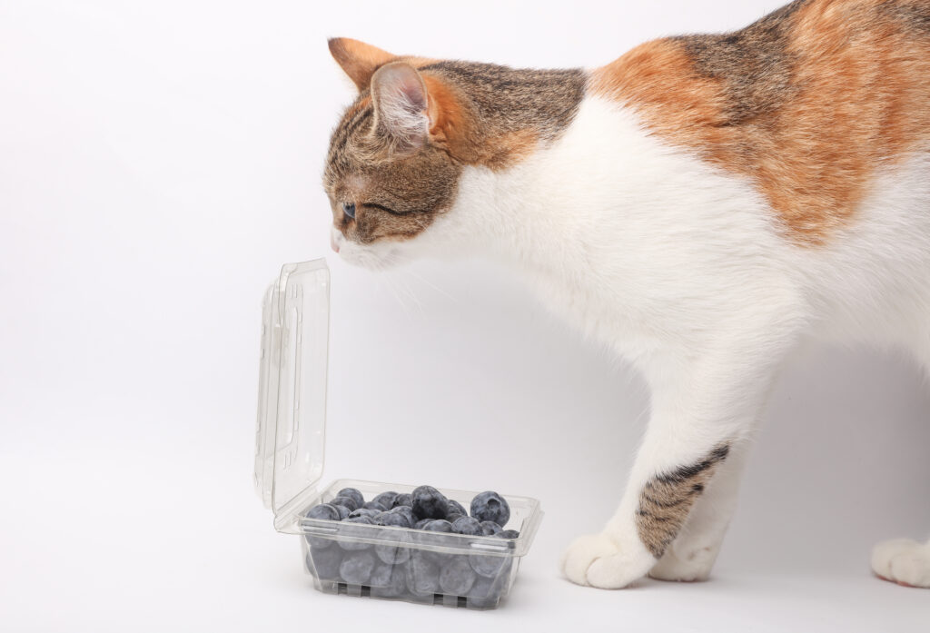 A cat approaches a container of blueberries (iStock image)