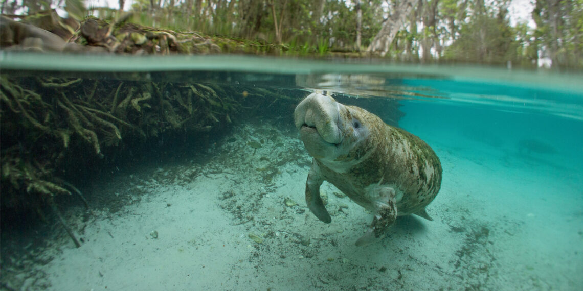 A manatee in Crystal River (iStock image)