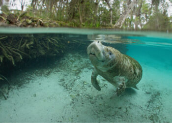 A manatee in Crystal River (iStock image)