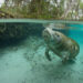 A manatee in Crystal River (iStock image)