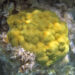 Mustard hill coral on a reef in the Bahamas (James St. John, CC BY 2.0, via Wikimedia Commons)