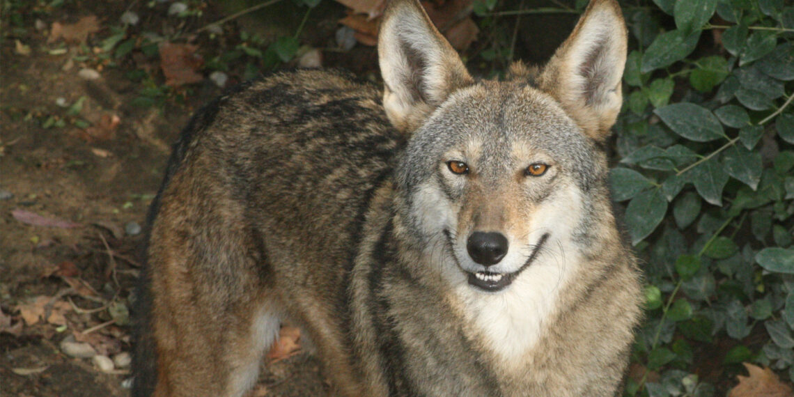 A red wolf (Jean from Shelbyville, KY, CC BY 2.0, via Wikimedia Commons)