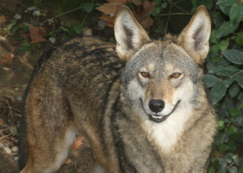 A red wolf (Jean from Shelbyville, KY, CC BY 2.0, via Wikimedia Commons)