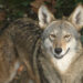 A red wolf (Jean from Shelbyville, KY, CC BY 2.0, via Wikimedia Commons)