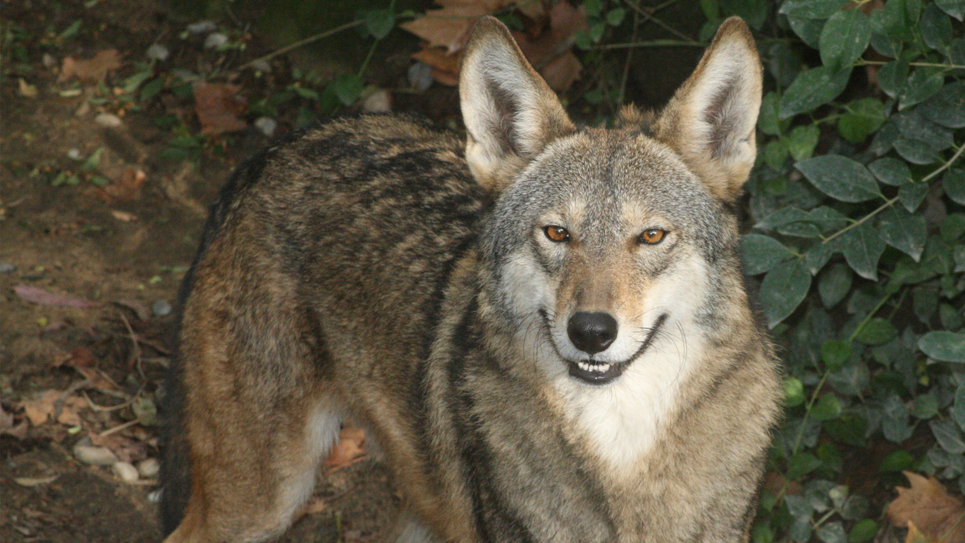 A red wolf (Jean from Shelbyville, KY, CC BY 2.0, via Wikimedia Commons)