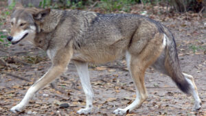 A red wolf (LaggedOnUser, CC BY-SA 2.0, via Wikimedia Commons)