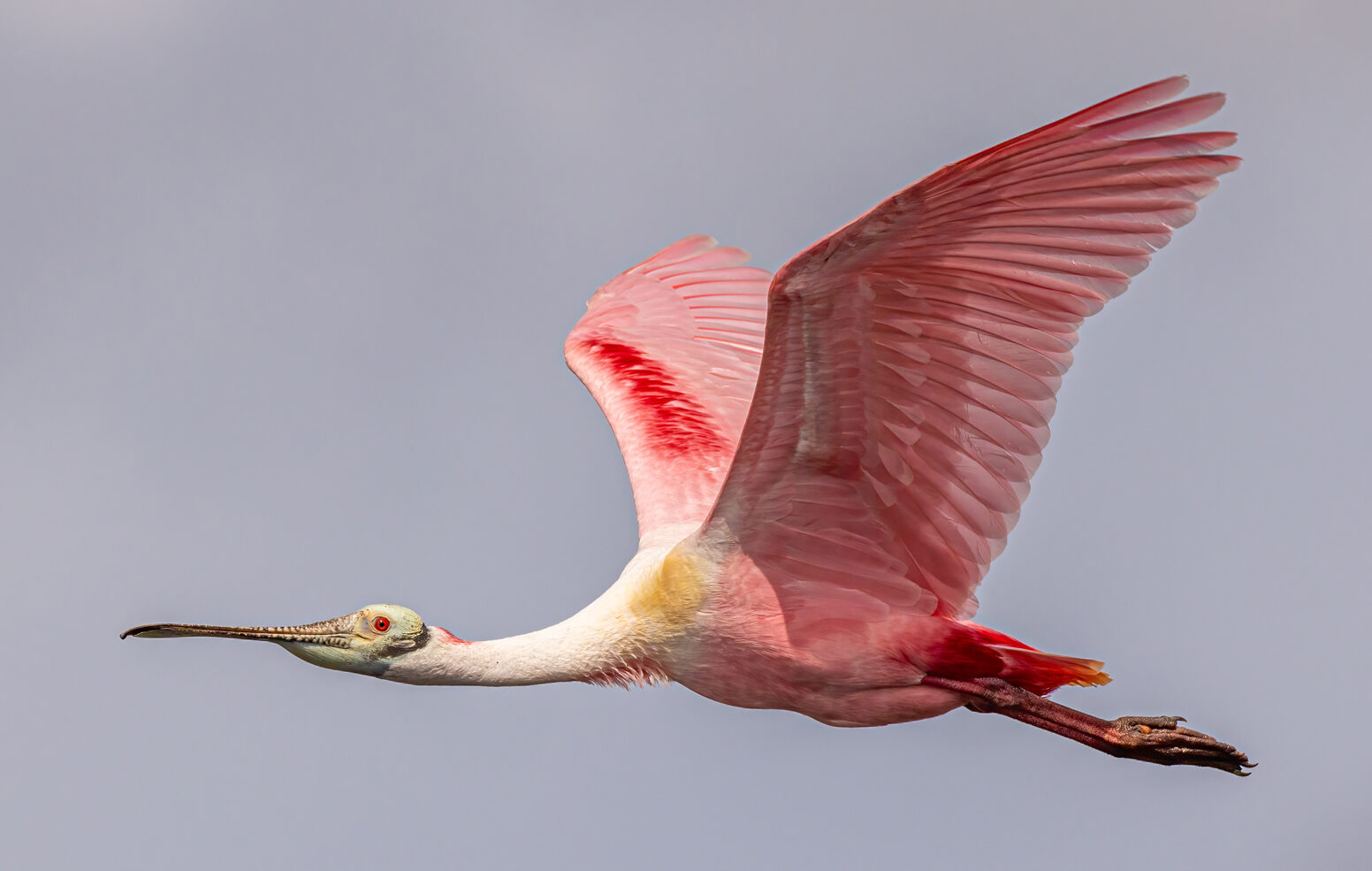 Are rising sea levels impacting roseate spoonbills in Florida Bay ...