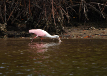 A roseate spoonbill forages near the mangroves in the Everglades. (Photo: Renée Wilson/Audubon Florida)