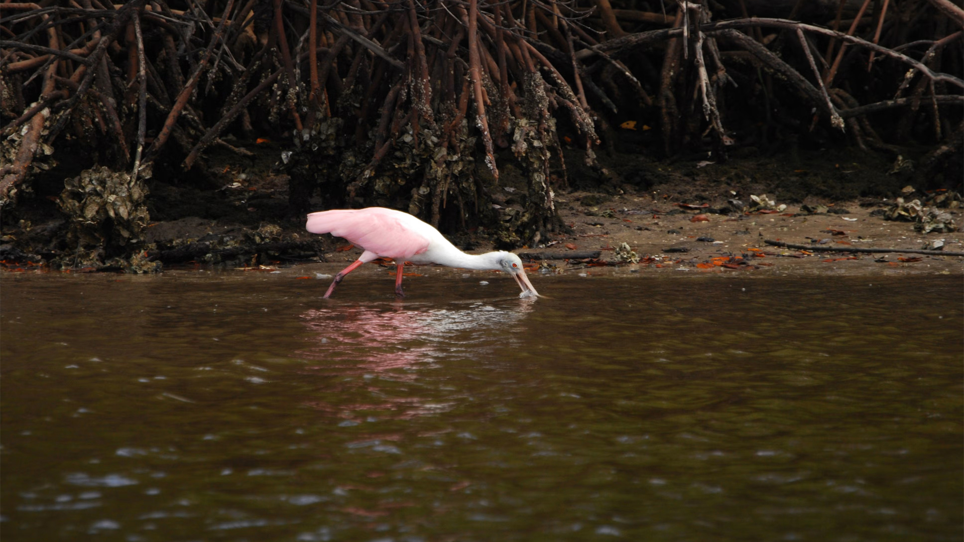 A roseate spoonbill forages near the mangroves in the Everglades. (Photo: Renée Wilson/Audubon Florida)