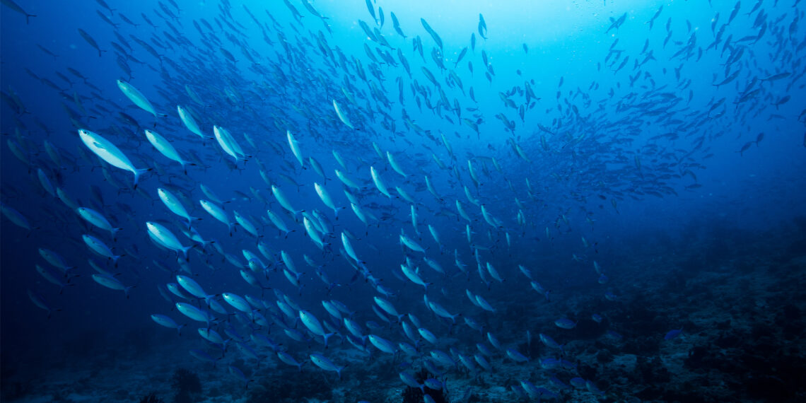 A school of mackerel in the ocean (iStock image)