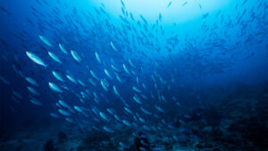 A school of mackerel in the ocean (iStock image)
