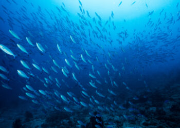 A school of mackerel in the ocean (iStock image)