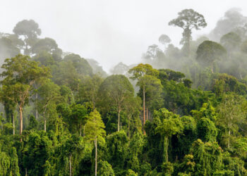 A tropical forest (iStock image)