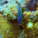 A cleaner goby cleans a grouper on a Caribbean coral reef. (Image: Matthew Nicholson, University of Miami)