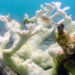 A threatened elkhorn coral (Acropora palmata) in Dry Tortugas National Park bleached during the summer 2023 ocean heatwave (University of Miami)