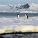 Adelie penguins on an ice floe (Jerzy Strzelecki, CC BY 3.0, via Wikimedia Commons)