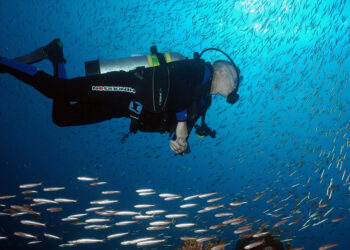 A diver swims through a swirling school of fish in Flower Garden Banks National Marine Sanctuary. (National Marine Sanctuaries, Public domain, via Wikimedia Commons)