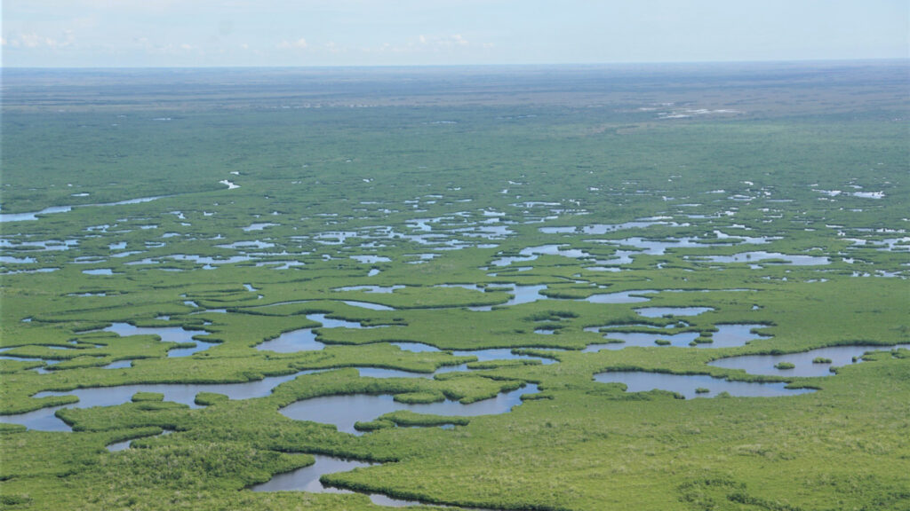 An aerial view of Marjory Stoneman Douglas Wilderness in Everglades National Park (National Park Service, Public domain, via Wikimedia Commons)