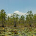 Okefenokee National Wildlife Refuge in Georgia (iStock image)