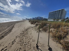 Sea oats planted along the coast of Pompano Beach in front of oceanfront condominiums as part of a coastal restoration effort (Shazad Baig photo)