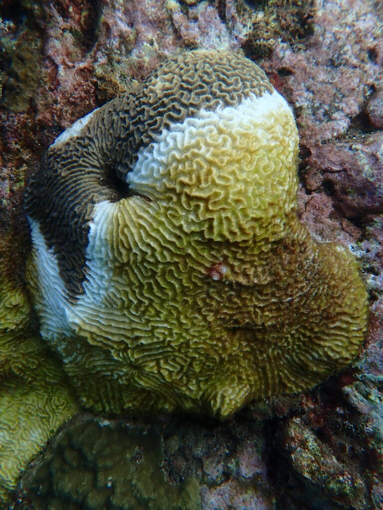 Coral affected by stony coral tissue loss disease in Martinique (G.Mannaerts, CC BY-SA 4.0, via Wikimedia Commons)