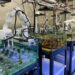 The Experimental Reef Lab at the University of Miami Rosenstiel School, designed by scientists at AOML and CIMAS, precisely simulates future ocean conditions using custom technology. (University of Miami)