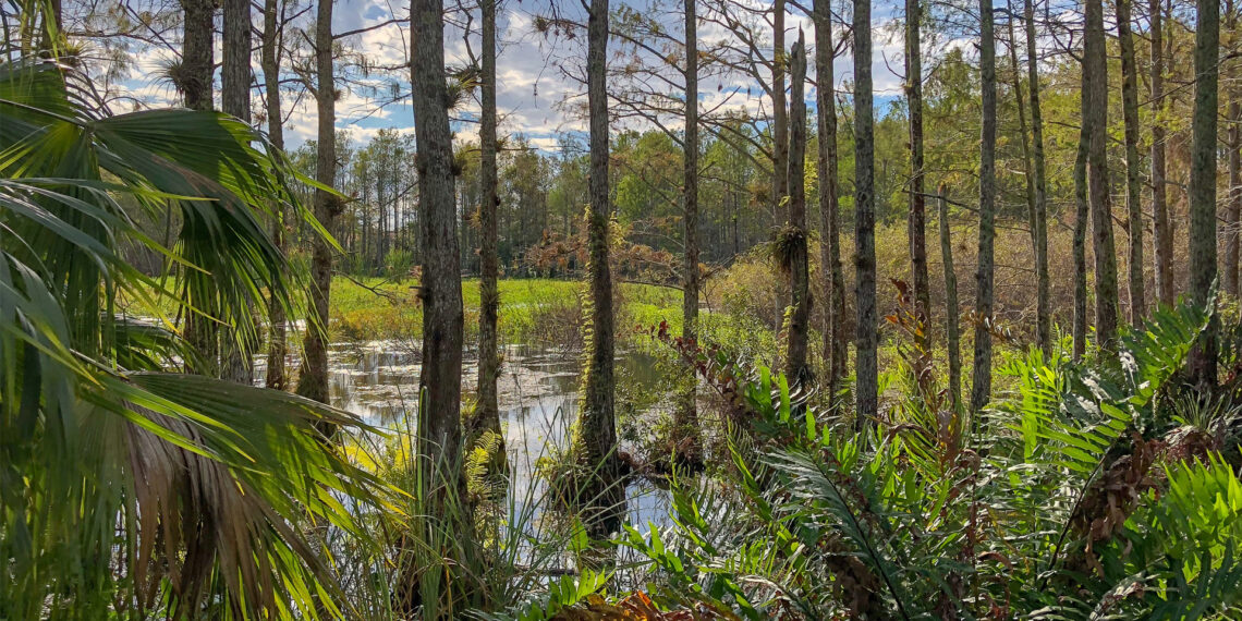 Big Cypress National Preserve (iStock image)