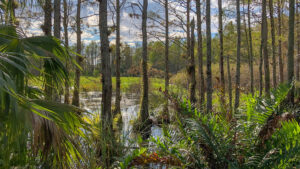 Big Cypress National Preserve (iStock image)