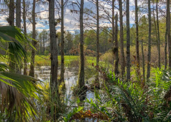 Big Cypress National Preserve (iStock image)