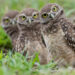 Burrowing owls in nature (Credit: Brittany Mason)