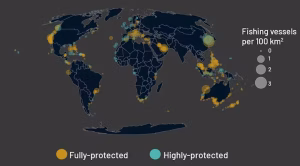 A map of global industrial fishing activity shows few vessels per 100,000 square kilometers in most fully protected and highly protected areas. The average is about nine times lower than what’s found in unprotected coastal areas. (Jennifer Raynor, Sara Orofino and Gavin McDonald)
