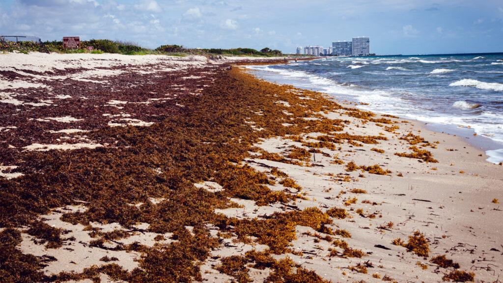 A Florida beach covered in sargassum (iStock image)