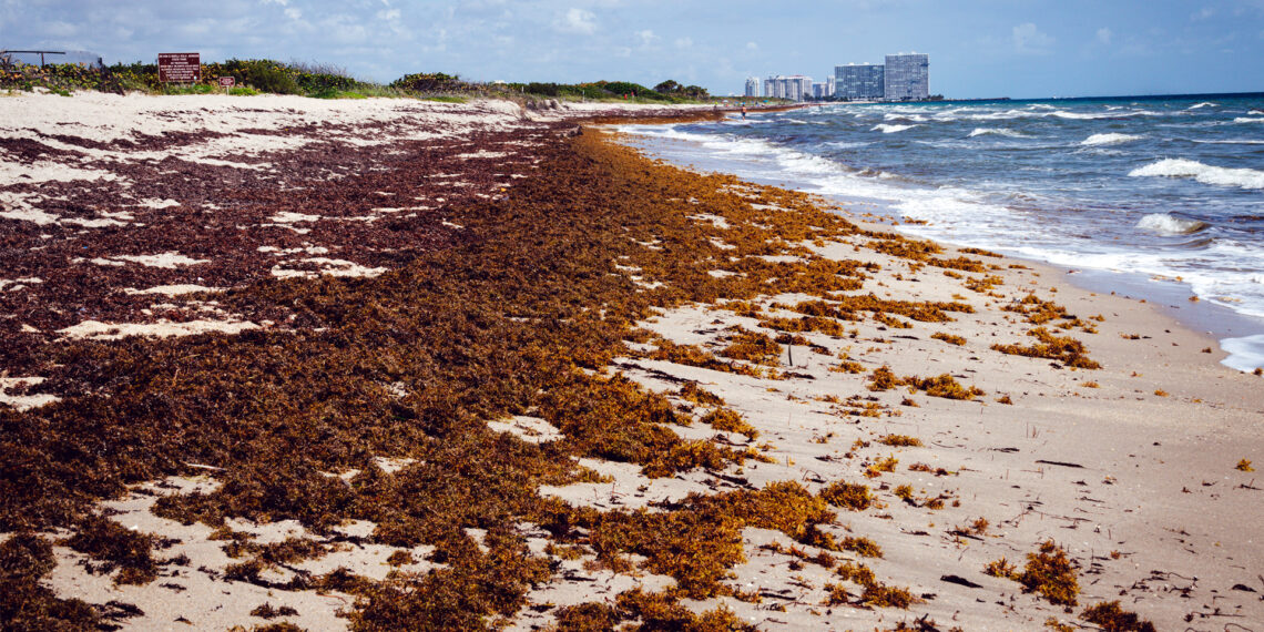A Florida beach covered in sargassum (iStock image)
