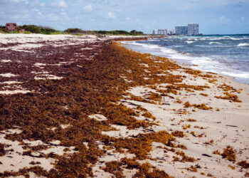 A Florida beach covered in sargassum (iStock image)