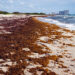 A Florida beach covered in sargassum (iStock image)