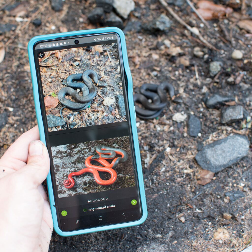 A view of iNaturalist on a phone with a snake in the background. (Credit: Brittany Mason)