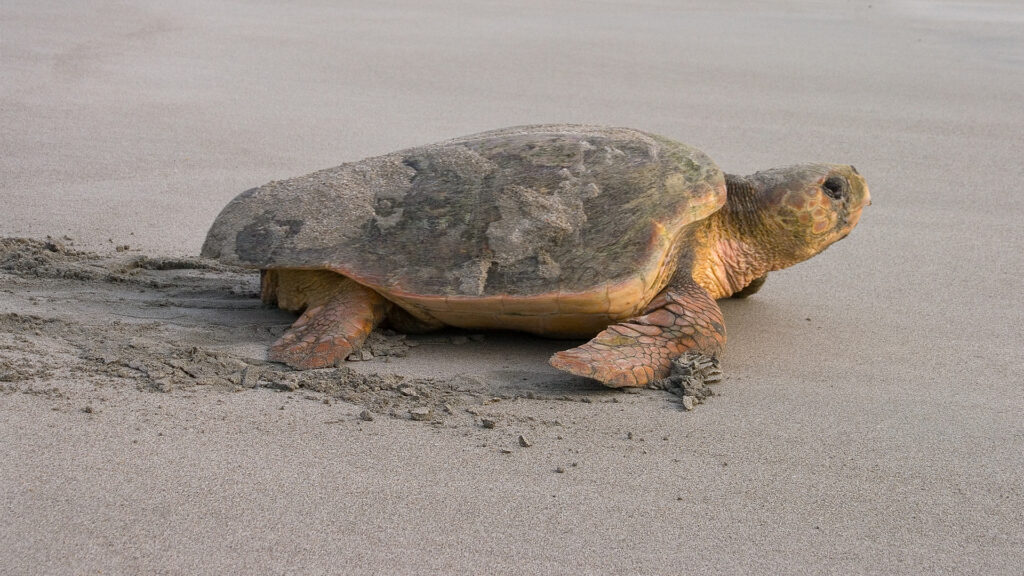 A loggerhead sea turtle returning to the ocean after nesting on a beach (iStock image)