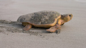 A loggerhead sea turtle returning to the ocean after nesting on a beach (iStock image)