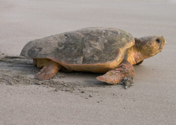 A loggerhead sea turtle returning to the ocean after nesting on a beach (iStock image)