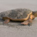 A loggerhead sea turtle returning to the ocean after nesting on a beach (iStock image)