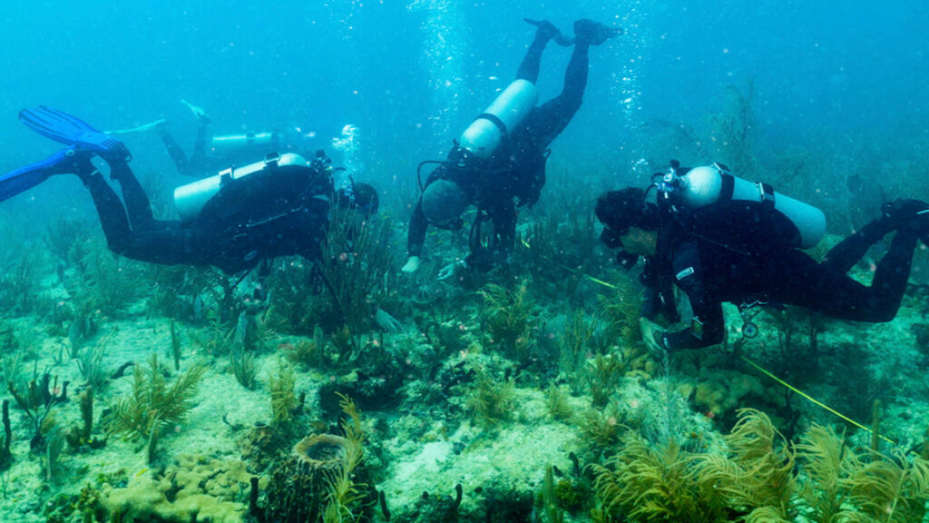 Rosenstiel School scientists from the Coral Reef Futures Lab outplant the first "Flonduran" elkhorn corals. (Photo: Danny Varela)