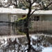 Flooding at the author's home in the aftermath of Hurricane Milton last year. (Joe Murphy photo)
