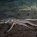 A pair of nine-armed sea stars, Luidia senegalensis, crawl near the Blue Heron Bridge in Palm Beach County at night. (iStock image)