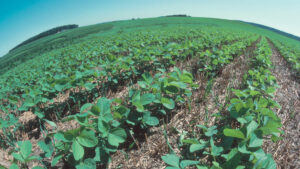 Young soybean plants thrive in the resiue of a wheat crop. This form of no till farming provides good protection for the soil from erosion and helps retain moisture for the new crop. (Tim McCabe/USDA Natural Resources Conservation Service, Public domain, via Wikimedia Commons)