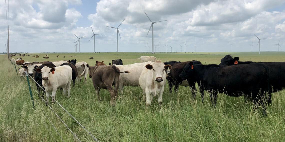 Producers use rotational grazing, a regenerative agriculture practice, to manage pasture outside Latham, Kansas, in June 2021. (Photo by Stephanie Anderson)