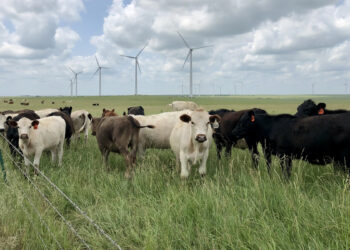 Producers use rotational grazing, a regenerative agriculture practice, to manage pasture outside Latham, Kansas, in June 2021. (Photo by Stephanie Anderson)