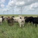 Producers use rotational grazing, a regenerative agriculture practice, to manage pasture outside Latham, Kansas, in June 2021. (Photo by Stephanie Anderson)