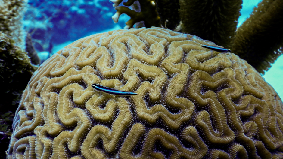 Blue neon cleaner gobies on coral reefs attract fish "clients," to be cleaned of parasites and bacteria. (Image: Matthew Nicholson, University of Miami)