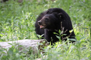 Since the establishment of Great Smoky Mountains National Park in 1934, black bear populations have rebounded in the park. (Great Smoky Mountains National Park, Public domain, via Wikimedia Commons)