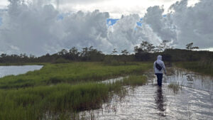 Curtis Osceola of the Miccosukee Tribe walks through the marsh less than two miles from Alligator Alcatraz. (Credit: Amy Green/Inside Climate News)